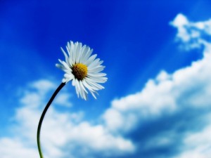 beautiful_sky_white_flower_50143-1600x1200
